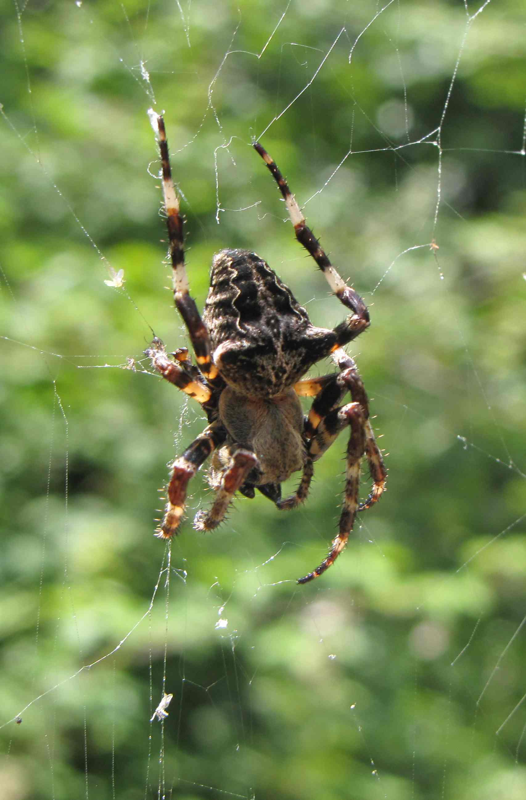 Araneus sp.